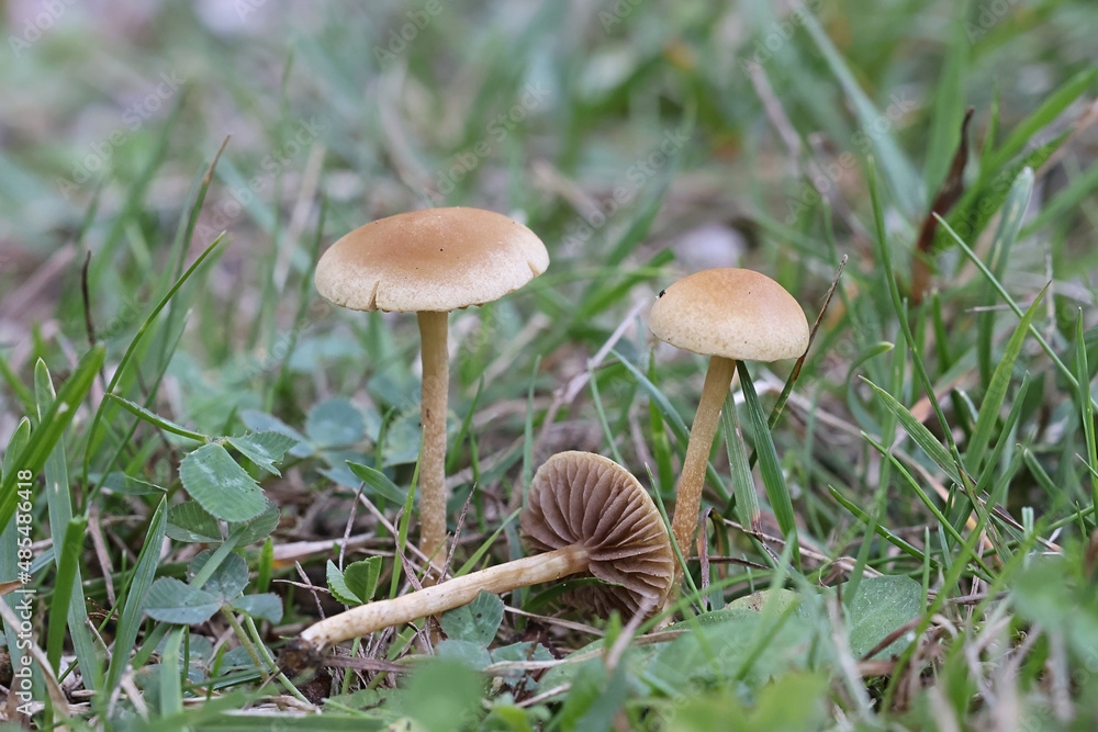 Common Fieldcap, wild mushroom from Finland Common Fieldcap, wild mushroom from Finland