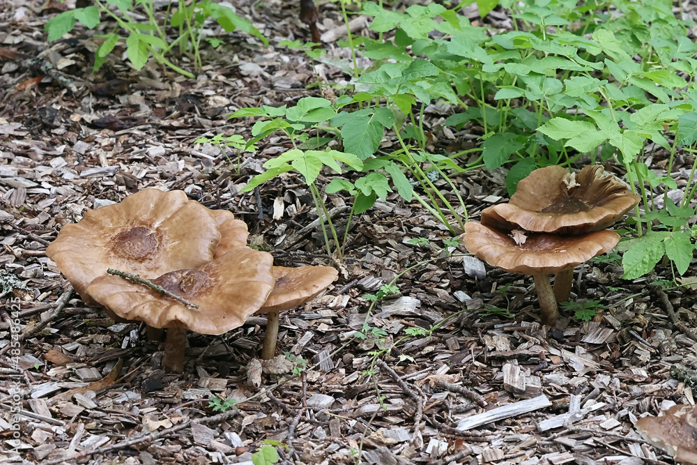 Deer shield,  also known as fawn mushroom 