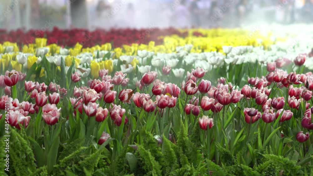 colorful tulips Beautiful at night with 4K video night light, Ultra. colorful tulips Beautiful at night with 4K video night light, Ultra.