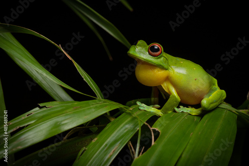 Red-eyed Tree Frog (Litoria chloris) croaking on a rainforest palm leaf at night. Currumbin, Queensland, Australia.