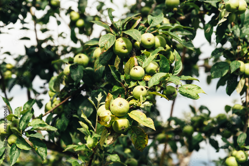 Close-up view of apple tree in Asturias
