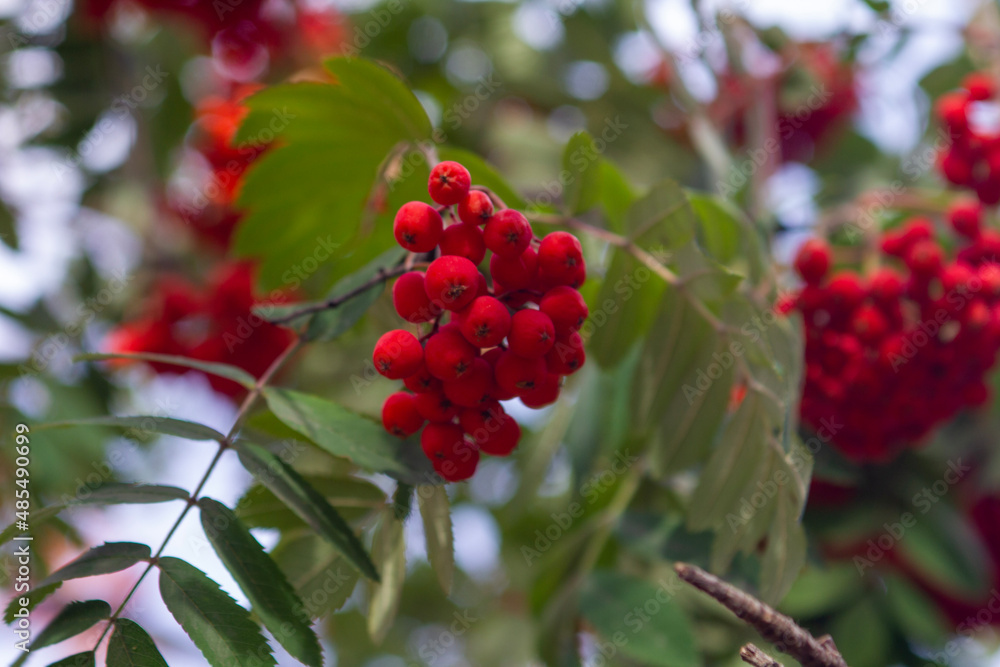 red berries on a bush red berries on a bush