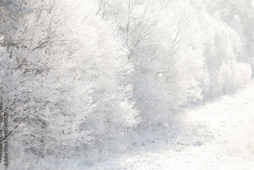 Beautiful Snowy White Forest In Winter Frosty Day. Winter Woods. Beautiful Snowy White Forest In Winter Snowy Frosty Day. Winter Woods.