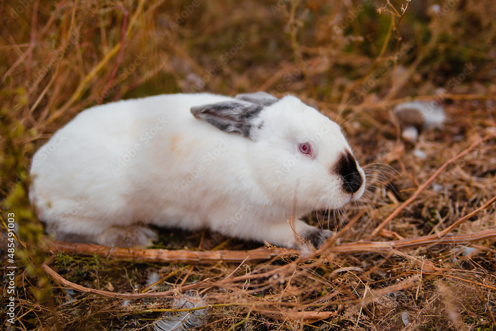 White rabbit sits in dry grass in autumn. Domestic rabbits on the farm. fluffy hare White rabbit sits in dry grass in autumn. Domestic rabbits on the farm. fluffy hare