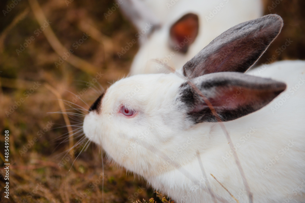 White rabbit sits in dry grass in autumn. Domestic rabbits on the farm. fluffy hare White rabbit sits in dry grass in autumn. Domestic rabbits on the farm. fluffy hare