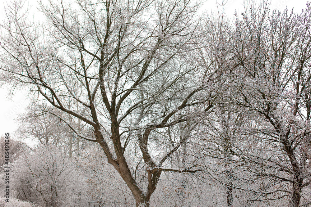 White snow on the branches of a tree White snow on the branches of a tree