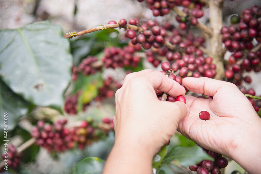 Man harvesting fresh ripe red coffee bean in Chiangmai Thailand Man harvesting fresh ripe red coffee bean in Chiangmai Thailand
