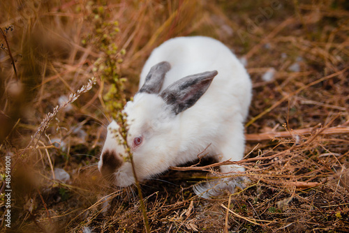 White rabbit sits in dry grass in autumn. Domestic rabbits on the farm. fluffy hare