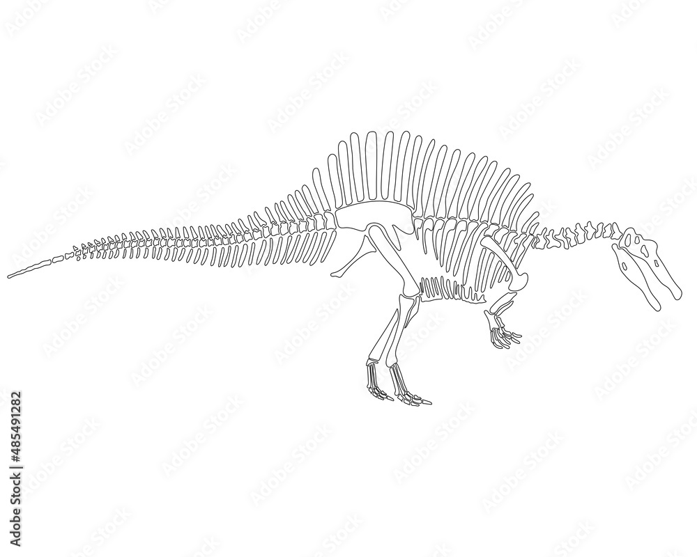 Spinosaurus dinosaur skeleton silhouette isolated on white background ...