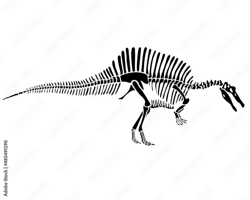 Spinosaurus dinosaur skeleton silhouette isolated on white background ...
