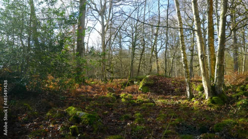 4K Cinematic scenic still shot of a tree covered in moss, in the forest on a sunny day, against sunlight.