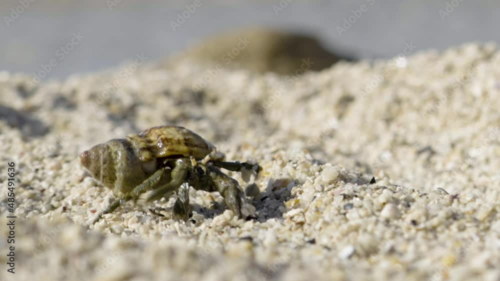 Close up. Hermit crab with seashell walking into focus as it walks a straight line on coarse sand beach towards the seawater. Daytime. Close up. Hermit crab with seashell walking into focus as it walks a straight line on coarse sand beach towards the seawater. Daytime.