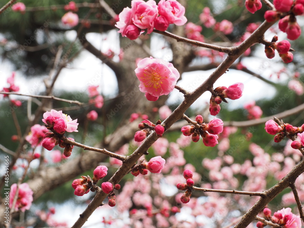 春の梅の花