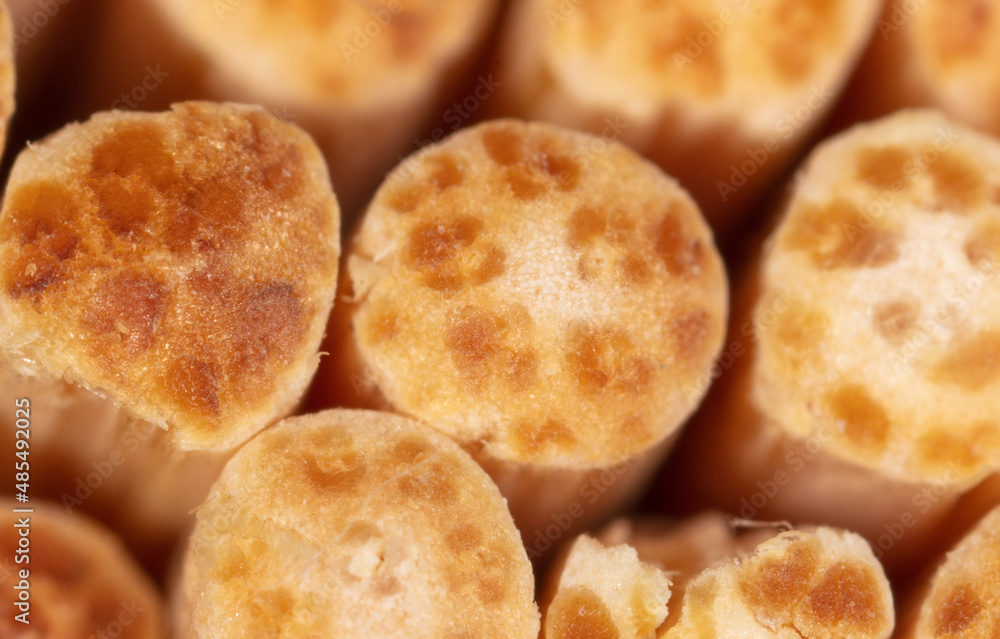 Close up of wooden toothpicks as background. Close up of wooden toothpicks as background.