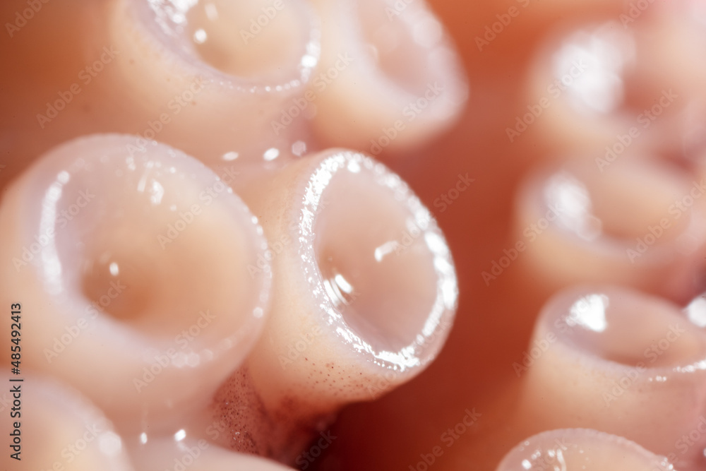 Fototapeta premium Close up of squid tentacles as background.