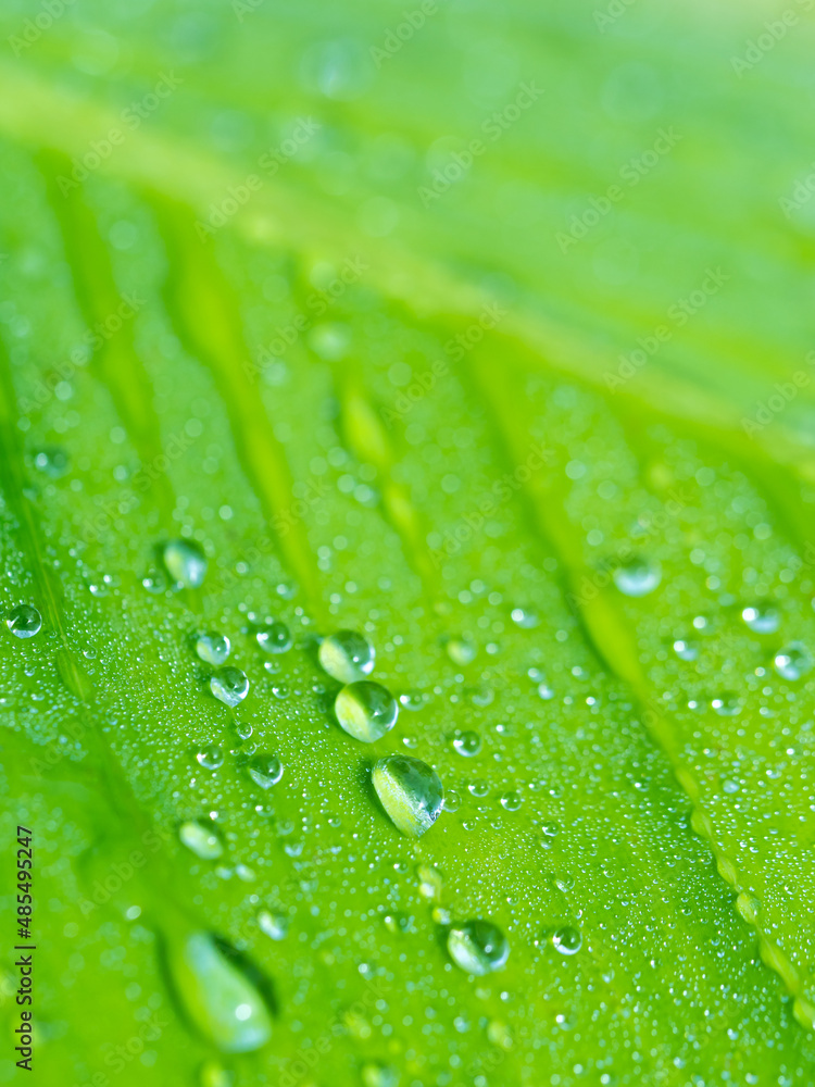 Many Raindrops are Scattered around The Leaf Many Raindrops are Scattered around The Leaf