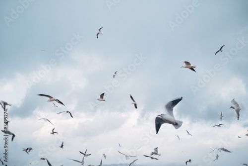 Obraz na plátně Flock of seagulls flies near the sea shore