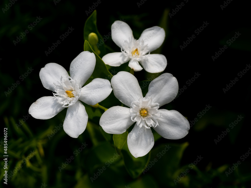 Gardenia Flowers Blooming in The Dark Background Gardenia Flowers Blooming in The Dark Background
