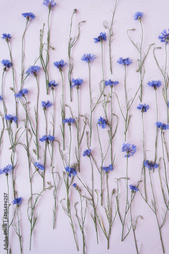 Fototapeta premium Blue cornflowers on pink background. Flowers composition