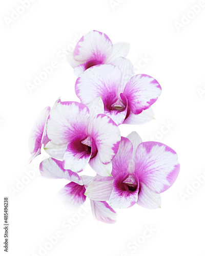 Pink and white orchids isolated on white background, clipping path