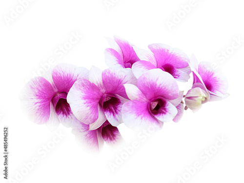 Pink and white orchids isolated on white background, clipping path