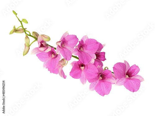 Pink orchids isolated on white background, clipping path © JUNE