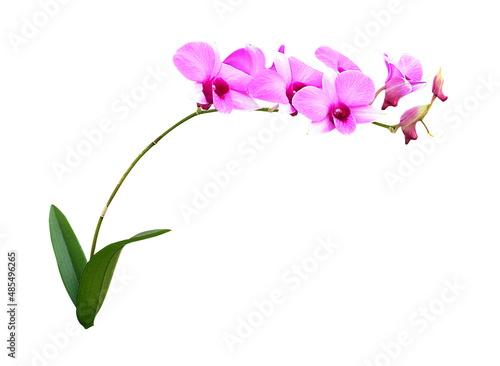 Pink and white orchids isolated on white background, clipping path