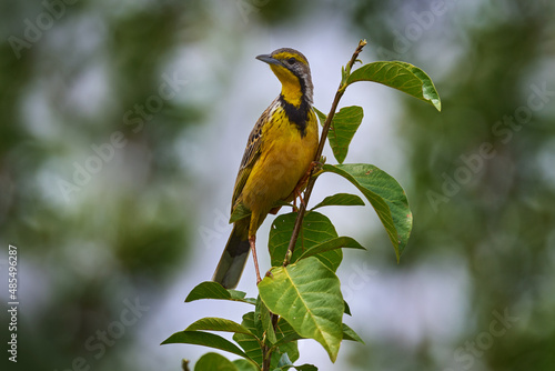 Yellow-throated longclaw, Macronyx croceus, yellow black grey bird on the tree in the green vegetation. Wild bird in the nature habitat, Murchison NP in Uganda, Africa. Wildlife nature. photo