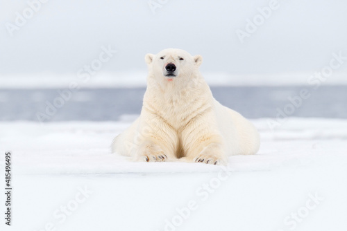 Polar bear on drift ice edge with snow and water in Svalbard sea. White big animal in the nature habitat, Europe. Wildlife scene from nature. Dangerous bear lying on the ice, Arctic Norway.