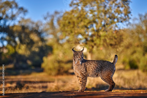 Sticker Spain wildlife