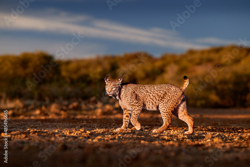 Spain wildlife. Iberian lynx, Lynx pardinus, wild cat endemic Spain in Europe. Rare cat walk in the nature habitat. Canine feline with spot fur coat, evening sunset light. photo