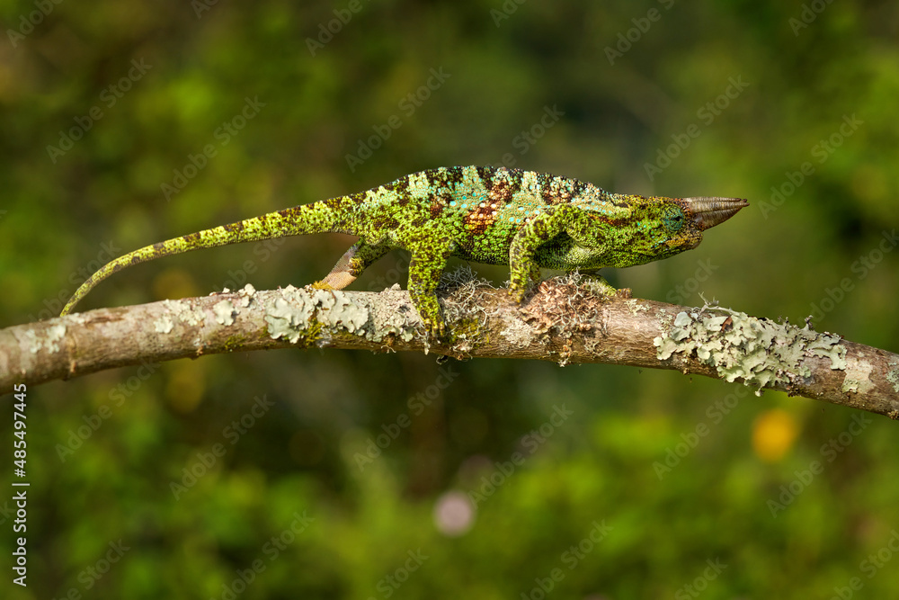 Chameleon from Uganda in Africa. Johnston's Chameleon, Chamaeleo johnstoni, walking along branch, Bwindi National Park, Uganda.Green chameleon on the tree in forest, Uganda wildlife. Chameleon from Uganda in Africa. Johnston's Chameleon, Chamaeleo johnstoni, walking along branch, Bwindi National Park, Uganda.Green chameleon on the tree in forest, Uganda wildlife.