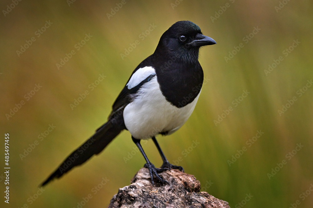 Magpie in forest, Pica pica, black and white bird with long tail, in the nature habitat, clear background. Wildlife scene from nature, dark green forest. European magpie, hot day in Spain, Europe. Magpie in forest, Pica pica, black and white bird with long tail, in the nature habitat, clear background. Wildlife scene from nature, dark green forest. European magpie, hot day in Spain, Europe.