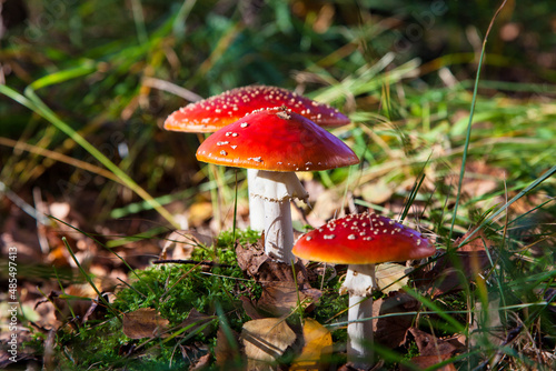The toxic mushroom Amanita muscaria at Kendlmuehlfilz near Grassau, an upland moor in Bavaria, Germany
