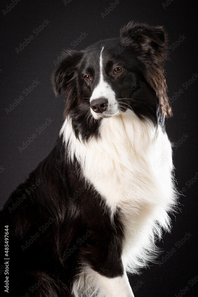 Fototapeta premium Pensive beautiful portrait of black and white shepherd dog