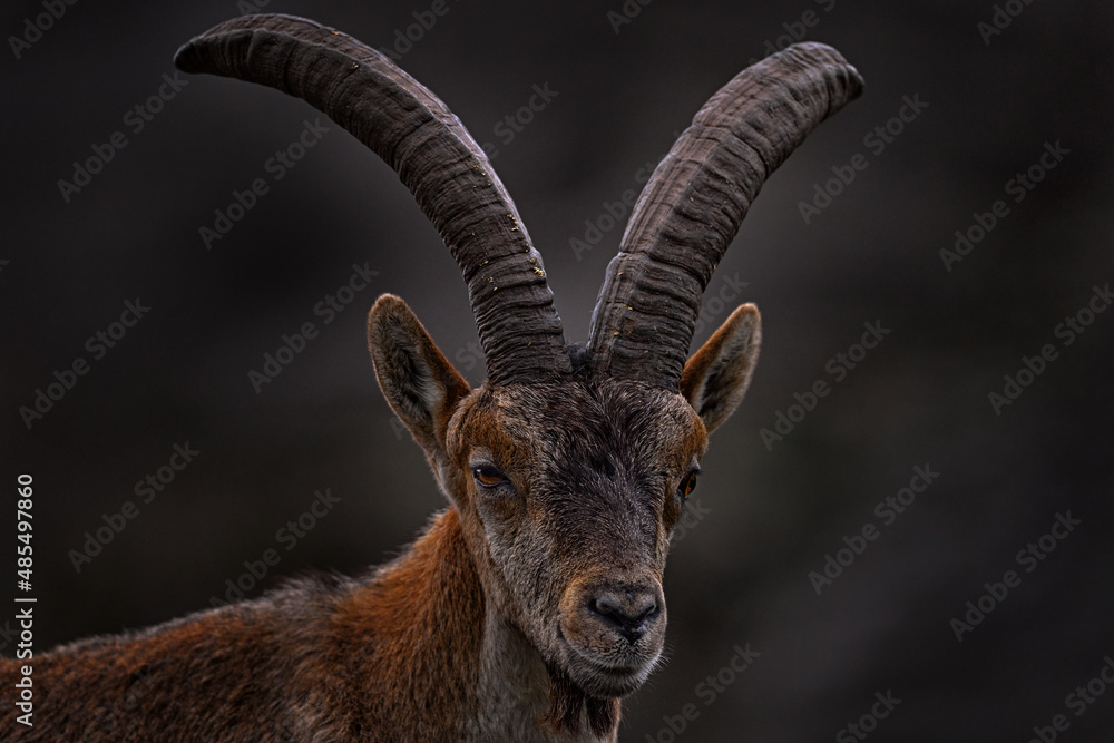 Iberian ibex, Capra pyrenaica, wild goat in the nature habitat, El Torcal de Antequera nature reserve in Andalusia, Spain. Spanish ibex portrait on the rock in the mountain, Europe wildlife nature. Iberian ibex, Capra pyrenaica, wild goat in the nature habitat, El Torcal de Antequera nature reserve in Andalusia, Spain. Spanish ibex portrait on the rock in the mountain, Europe wildlife nature.