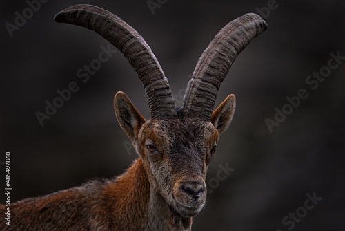 Iberian ibex, Capra pyrenaica, wild goat in the nature habitat, El Torcal de Antequera nature reserve in Andalusia, Spain. Spanish ibex portrait on the rock in the mountain, Europe wildlife nature.