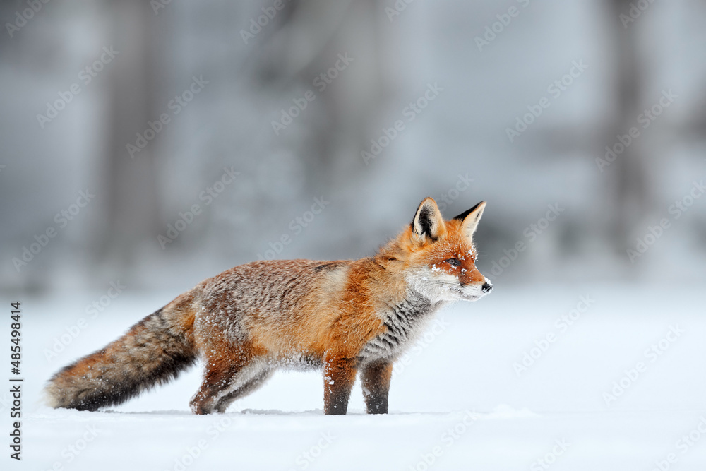 Fototapeta premium Czech nature. Red fox in white snow. Cold winter with orange furry fox. Hunting animal in the snowy meadow, Japan. Beautiful orange coat animal in nature.