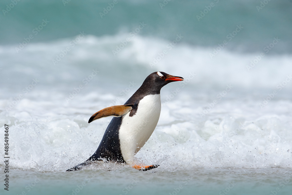 Running Penguin in the ocean water. Gentoo penguin jumps out of the blue water after swimming through the ocean in Falkland Island. Wildlife scene from nature.