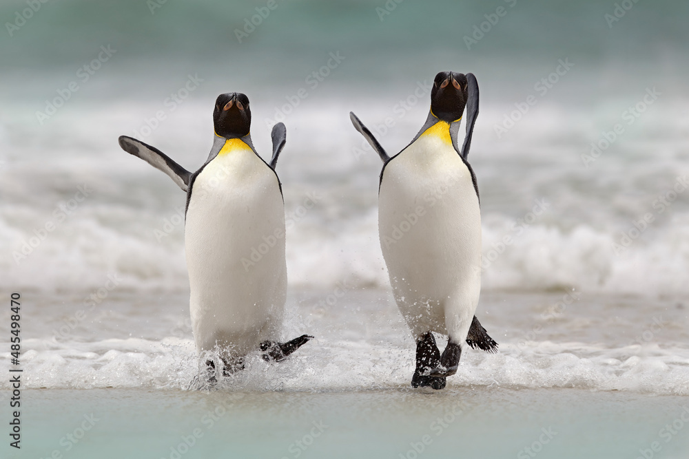 Wild bird in the water. Big King penguin jumps out of the blue water after swimming through the ocean in Falkland Island. Wildlife scene from nature. Funny image from the ocean. - obrazy, fototapety, plakaty 