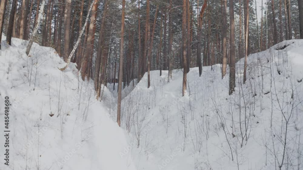 Pine forest all covered with snow on a bright sunny day Pine forest all covered with snow on a bright sunny day
