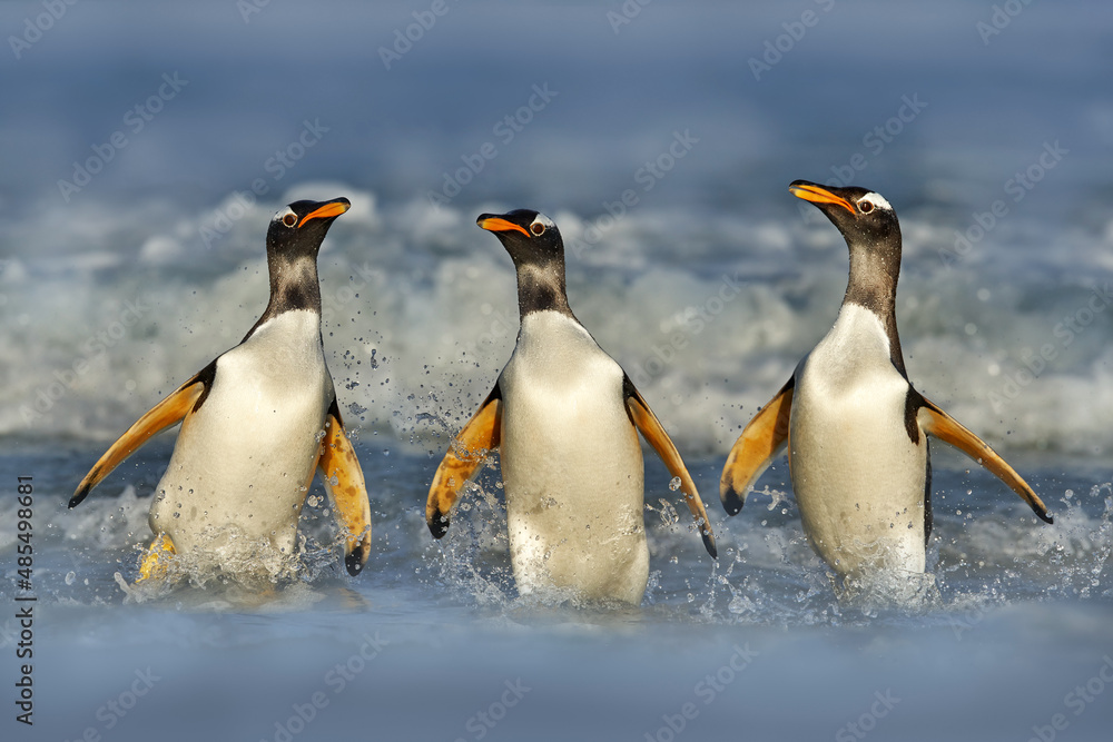 Gentoo Penguin Habitat