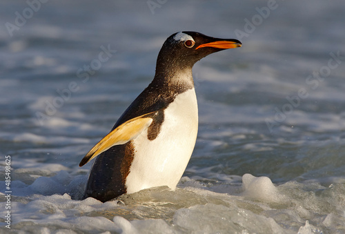 South Georgia in Atlantic Ocean. Gentoo penguin jumps out of the blue water after swimming through the ocean in Falkland Island  bird in the nature sea habitat. Wildlife scene in the nature.