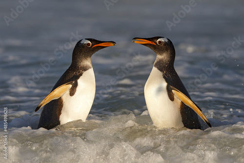 South Georgia in Atlantic Ocean. Gentoo penguin jumps out of the blue water after swimming through the ocean in Falkland Island, bird in the nature sea habitat. Wildlife scene in the nature. photo