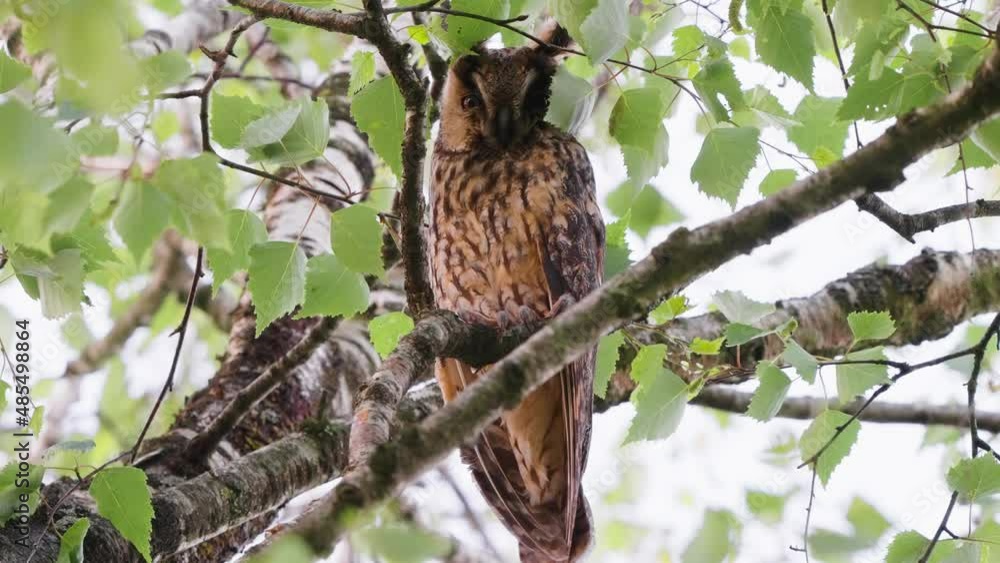 a beautiful owl is nesting on a tree branch at daytime a beautiful owl is nesting on a tree branch at daytime