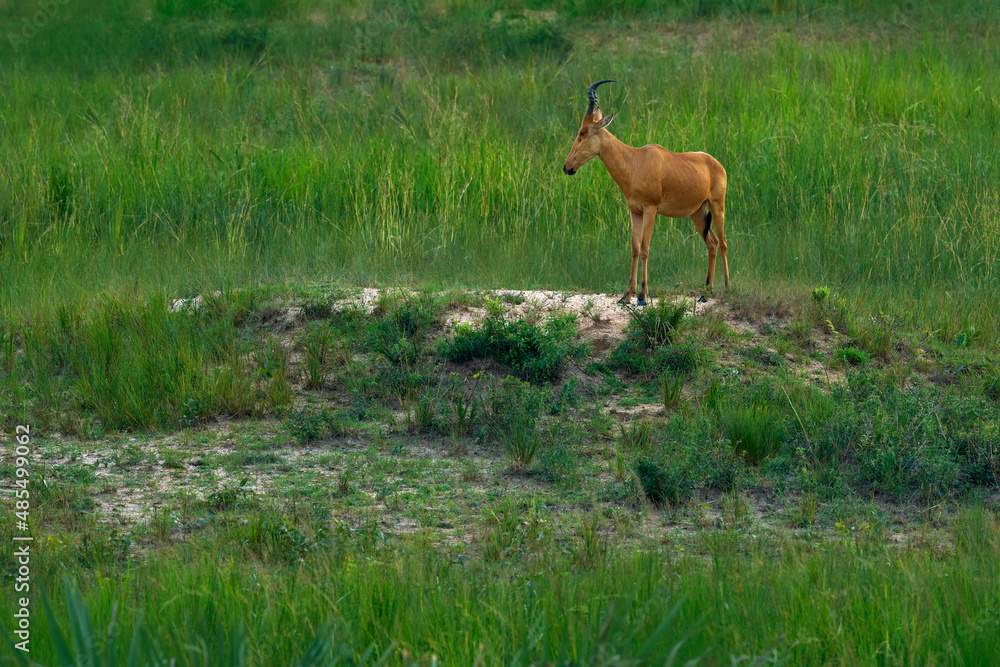 Lelwel hartebeest, Alcelaphus buselaphus lelwel, also known as Jackson's hartebeest antelope, in the green vegetation in Africa. Hartebeest in Murchison Falls NP, Uganda. Lelwel hartebeest, Alcelaphus buselaphus lelwel, also known as Jackson's hartebeest antelope, in the green vegetation in Africa. Hartebeest in Murchison Falls NP, Uganda.