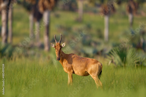 Lelwel hartebeest, Alcelaphus buselaphus lelwel, also known as Jackson's hartebeest antelope, in the green vegetation in Africa. Hartebeest in Murchison Falls NP, Uganda.