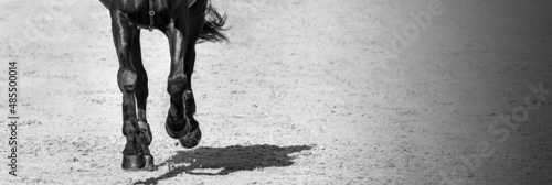 Horse in jumping show, equestrian sports, black and white.