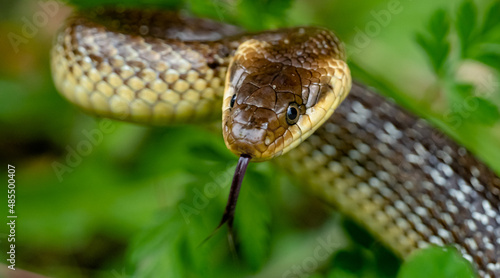 close up of a snake