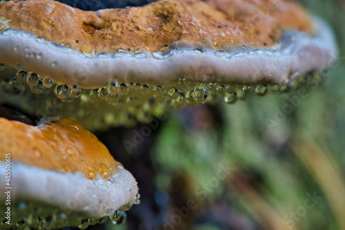 A mushroom tinder with the Latin name Fomitopsis pinicola in the autumn forest photo